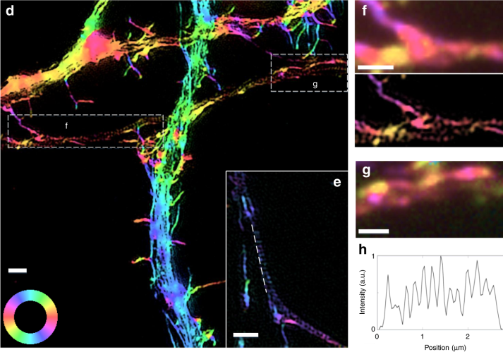 通過偏振光結(jié)構(gòu)光顯微鏡對熒光偶極子進行超分辨率成像的研究