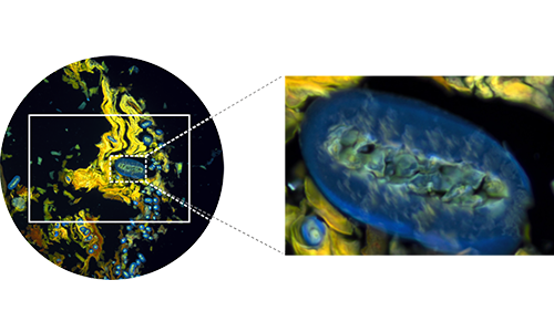 彩色明場(chǎng) / 熒光成像