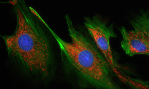 專業彩色熒光成像