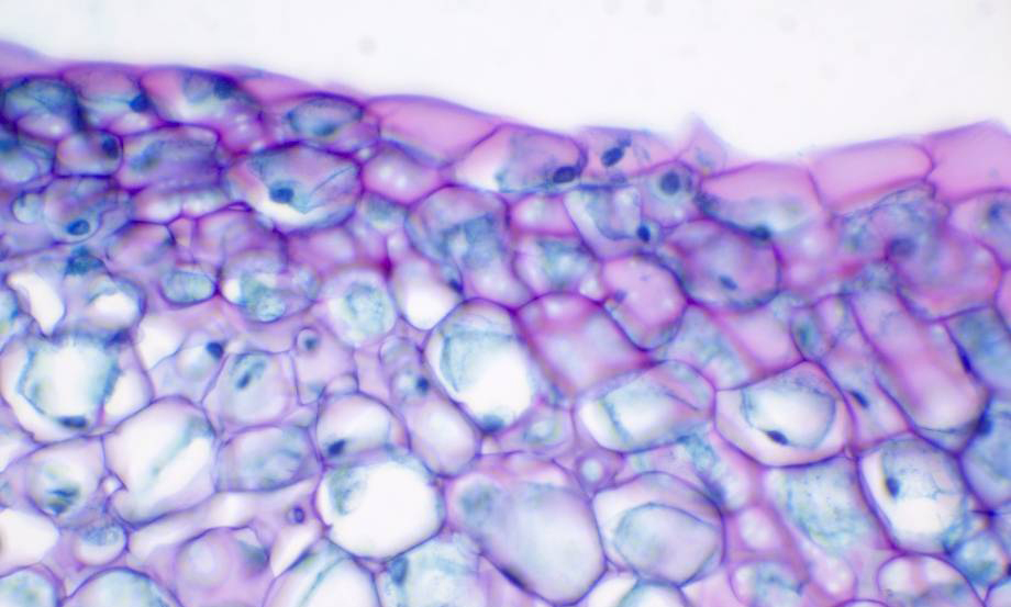 AI智能色彩還原