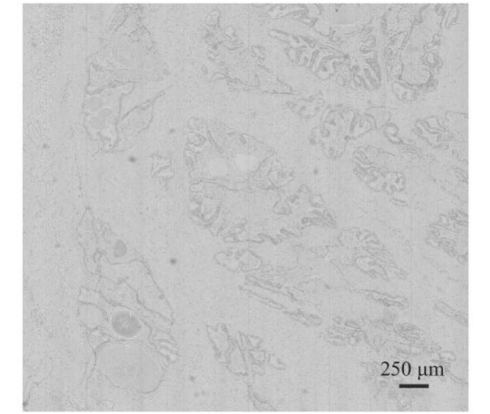 鑫圖sCMOS相機 | 全自動推掃式高光譜顯微成像系統設計與研究